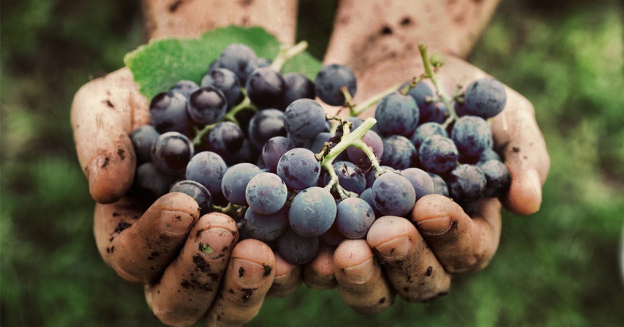 ¿Cuál es la diferencia entre un vino convencional y uno orgánico?